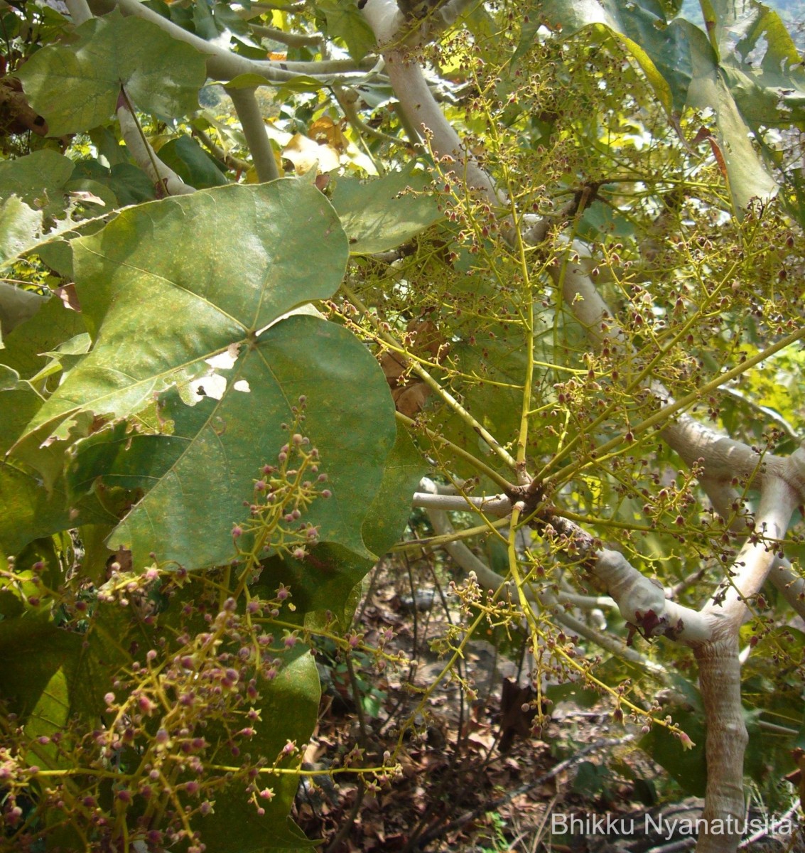 Sterculia urens Roxb.